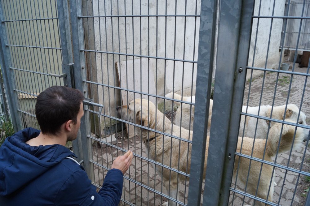 BFWSchüler arbeiten für einen guten Zweck Hunde des Bruchsaler