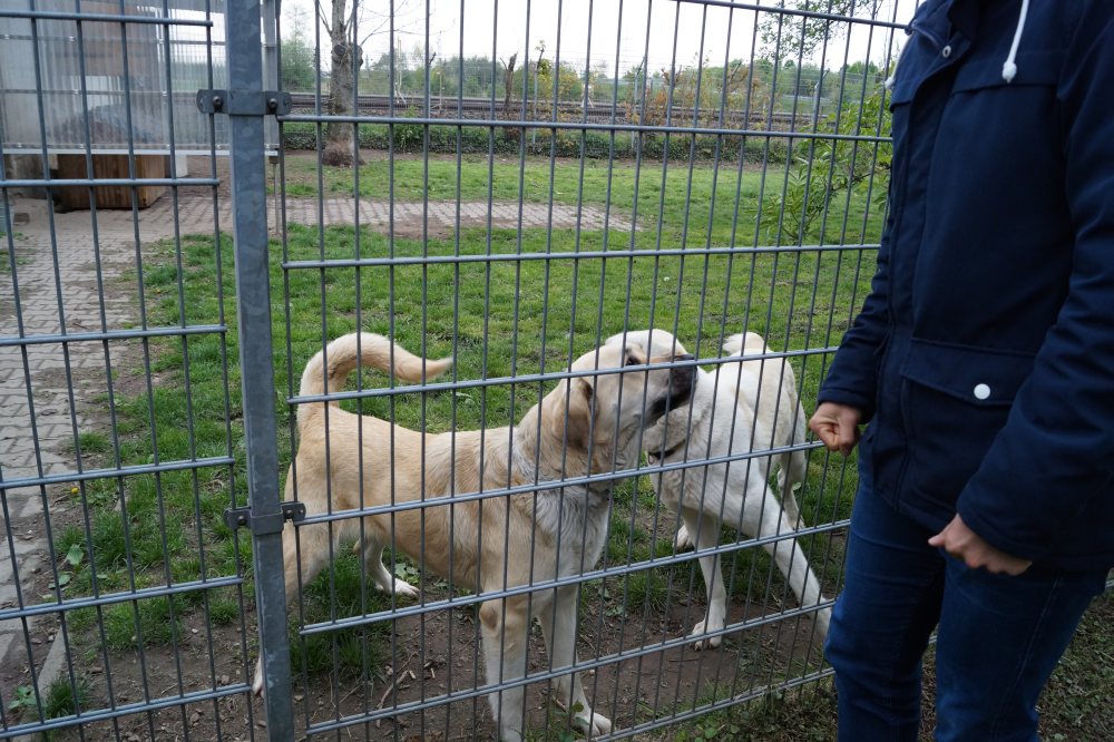 BFWSchüler arbeiten für einen guten Zweck Hunde des Bruchsaler