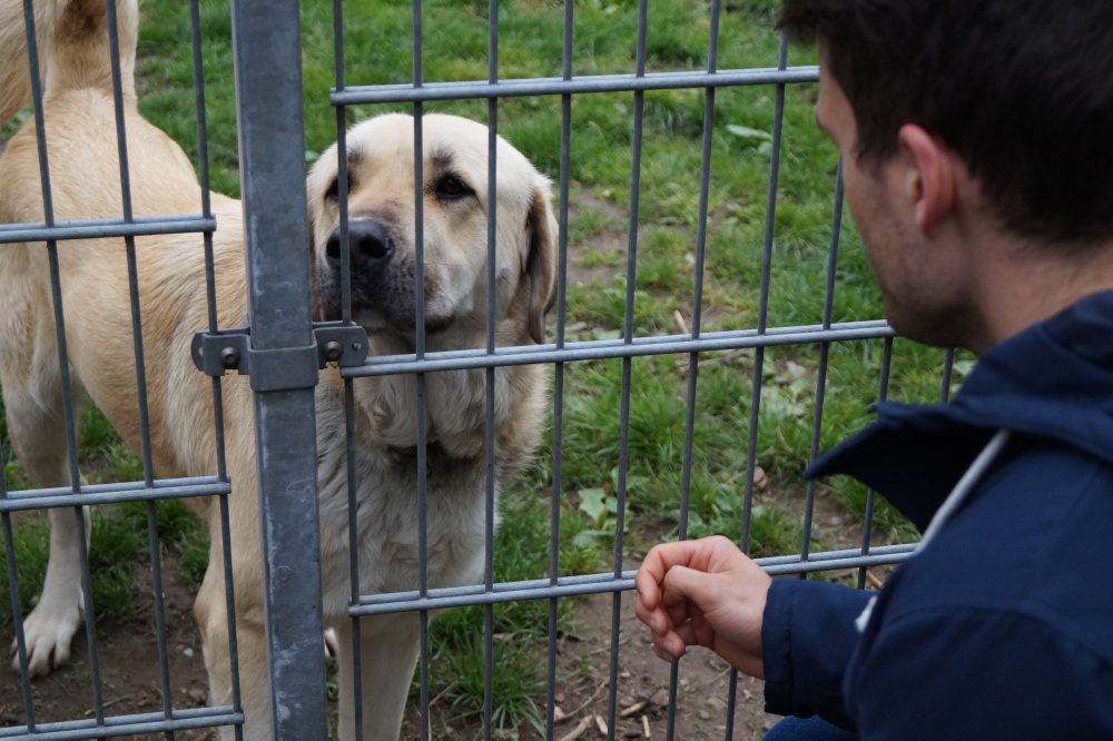 BFWSchüler arbeiten für einen guten Zweck Hunde des Bruchsaler